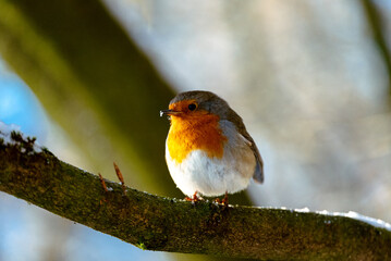 Robin sat on a tree branch in winter