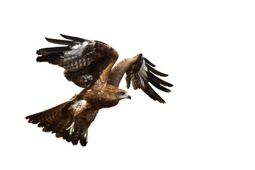 Black kite flying isolated on transparent background png file