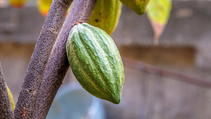 Fresh green un-harvested cacao pods,Raw green cacao at cocoa tree