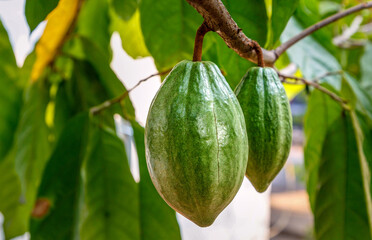 Fresh green un-harvested cacao pods,Raw green cacao at cocoa tree