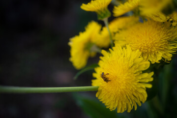 Mostly blurred yellow flowers closeup on green leaves background