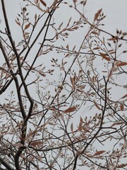 Tree branches with dry leaves. Aesthetic nature background
