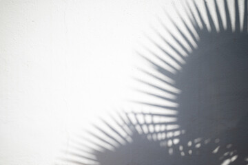 Tropical background of date palm leaves shadow on white wall