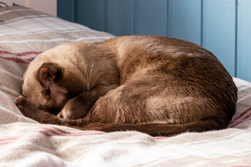 A Burmese cat sleeps with his paw covering his nose. The cat hides his nose - a change in the weather, a cold snap.