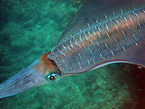 Squid of Anilao, Batangas, Philippines,