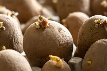 Sprouting or chitting seed potatoes. Variety Charlotte salad. Close-up, selective focus.