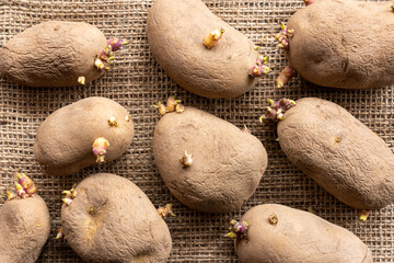 Sprouting or chitting seed potatoes. Variety Charlotte salad. View from the top.