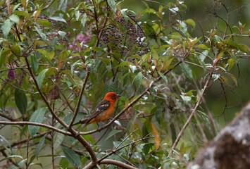Flame-colored tanager bird among tree branches