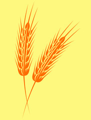 Inflorescence of two spikelets. Vector color illustration. Template or element for design
