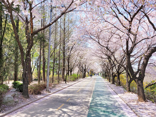벚꽃이 만개한 산책로 (자전거도로)
 - obrazy, fototapety, plakaty