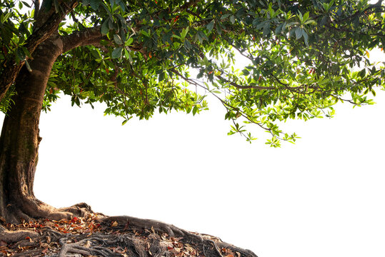 Big tree with leaf