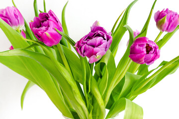 Violet purple tulips colorful bouquet in vase. Beautiful tenderness flowers macro.Spring floral romantic gift card isolated background.Flower shop florist design ,Womens,Valentines,Mother day concept