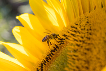 honeybee on sunflower