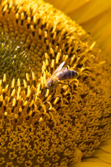 bee collecting pollen on a sunflower