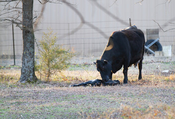Cow gives birth to newborn calf