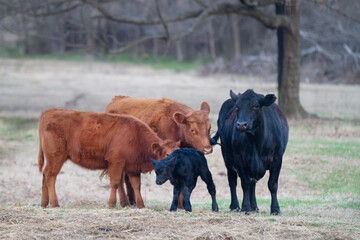 Newborn calf  and mother cow with the herd © Tamara  Harding