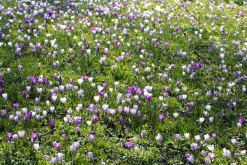 Lawn with crocuses in spring