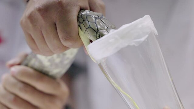Venom extraction process from snake.Preparation of Antivenom and Medical Uses of Snake Poison