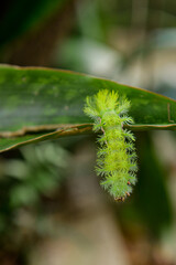 green caterpillar on a leaf, wild nature,  poisonous caterpillar, green caterpillar