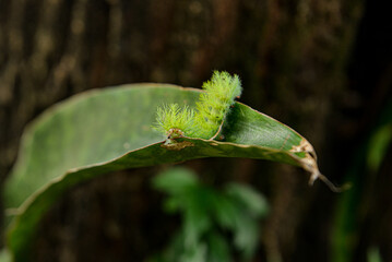 green caterpillar on a leaf, wild nature,  poisonous caterpillar, green caterpillar