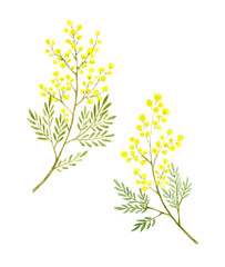 ミモザの水彩イラスト