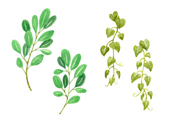 植物の水彩イラスト