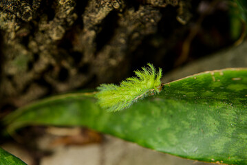 close up of a caterpillar, wild nature,  poisonous caterpillar, green caterpillar