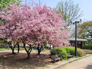 분홍 벚꽃나무 아래 공원 벤치 의자 (올림픽공원)
