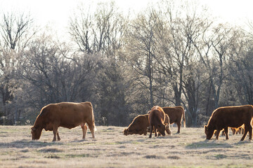 Cattle grazing in early spring, backlit by the sun