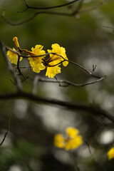Obraz premium close up of golden trumpet tree flowers