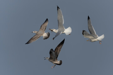 Caspian Gulls (Larus cachinnans) fighting with each other and trying to steal a fish in the Oder Delta in Poland