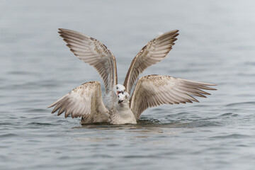 Caspian Gulls (Larus cachinnans) fighting with each other and trying to steal a fish in the Oder Delta in Poland