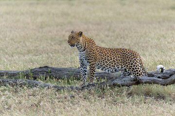Leopard (Panthera Pardus) hunting  aroud a dry riverbed in Mashatu Game Reserve in the Tuli Block in Botswana        