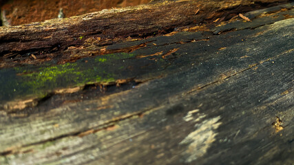 Old rotted and damp log with cracks and moss. Empty space for design and text. Natural wallpaper. No people.