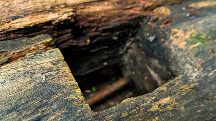 Old rotted and damp wood log with cracks, hole and moss. Empty space for design and text. Natural wallpaper. No people.