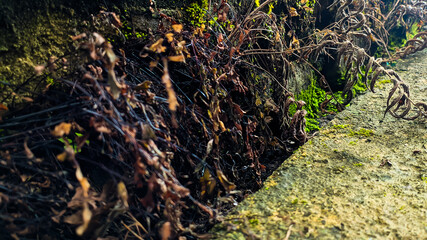 a wild plant with dry, brown leaves growing on a damp wall. Empty space for design and text. Nature wallpapers.