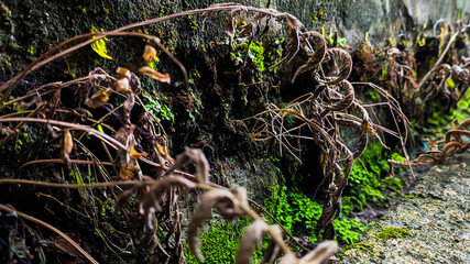 a wild plant with brown leaves growing on a damp wall. Empty space for design and text. Nature wallpapers.
