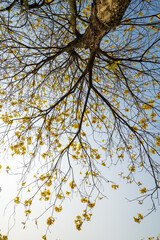 golden trumpet tree branch on blue sky