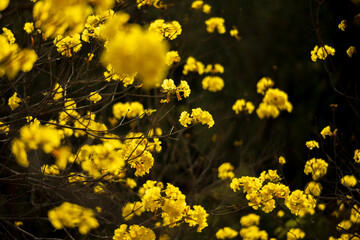 golden trumpet tree flowers on black background
