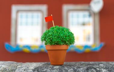 Manjerico plant with flag in a pot against Porto city scape. Traditional Summer festival in June San Juan, Portugal - obrazy, fototapety, plakaty