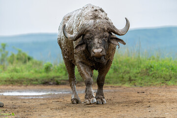 Obraz premium Old Affrican Buffalo (Syncerus caffer) bull walking after a mud bath in Hluhluwe Imfolozi National Park in South Africa