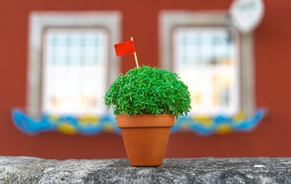 Manjerico plant with flag in a pot against Porto city scape. Traditional Summer festival in June San Juan, Portugal