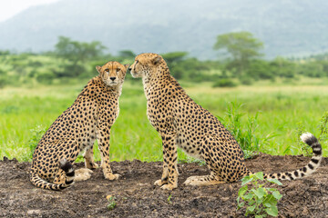 Cheetah (Acinonyx jubatus) brothers searching for prey in Mkuze Falls Game Reserve r in South Africa