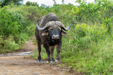 Old Affrican Buffalo (Syncerus caffer) bull walking after a mud bath in Hluhluwe Imfolozi National Park in South Africa