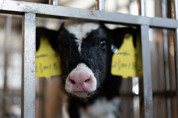 cow on the farm