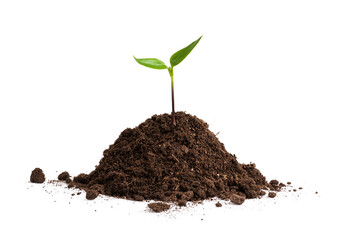 Little green plant sprouting from the soil heap. Young bell pepper seedling growing on the ground...