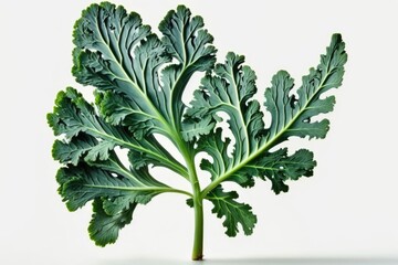 One broccoli leaf on a white background. Fringed green leaf of Broccolli. Generative AI