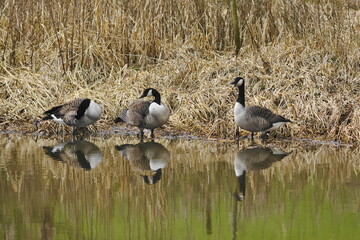 Canada Geese (Branta Canadensis) on Leeds Liverpool Canal, East Marton, Craven District, North Yorkshire, England