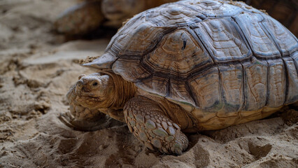 Close up Sulcata tortoise walk on sand finding some food.