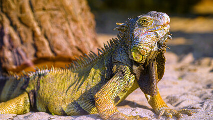 The Iguana resting and sunbathing near stone.